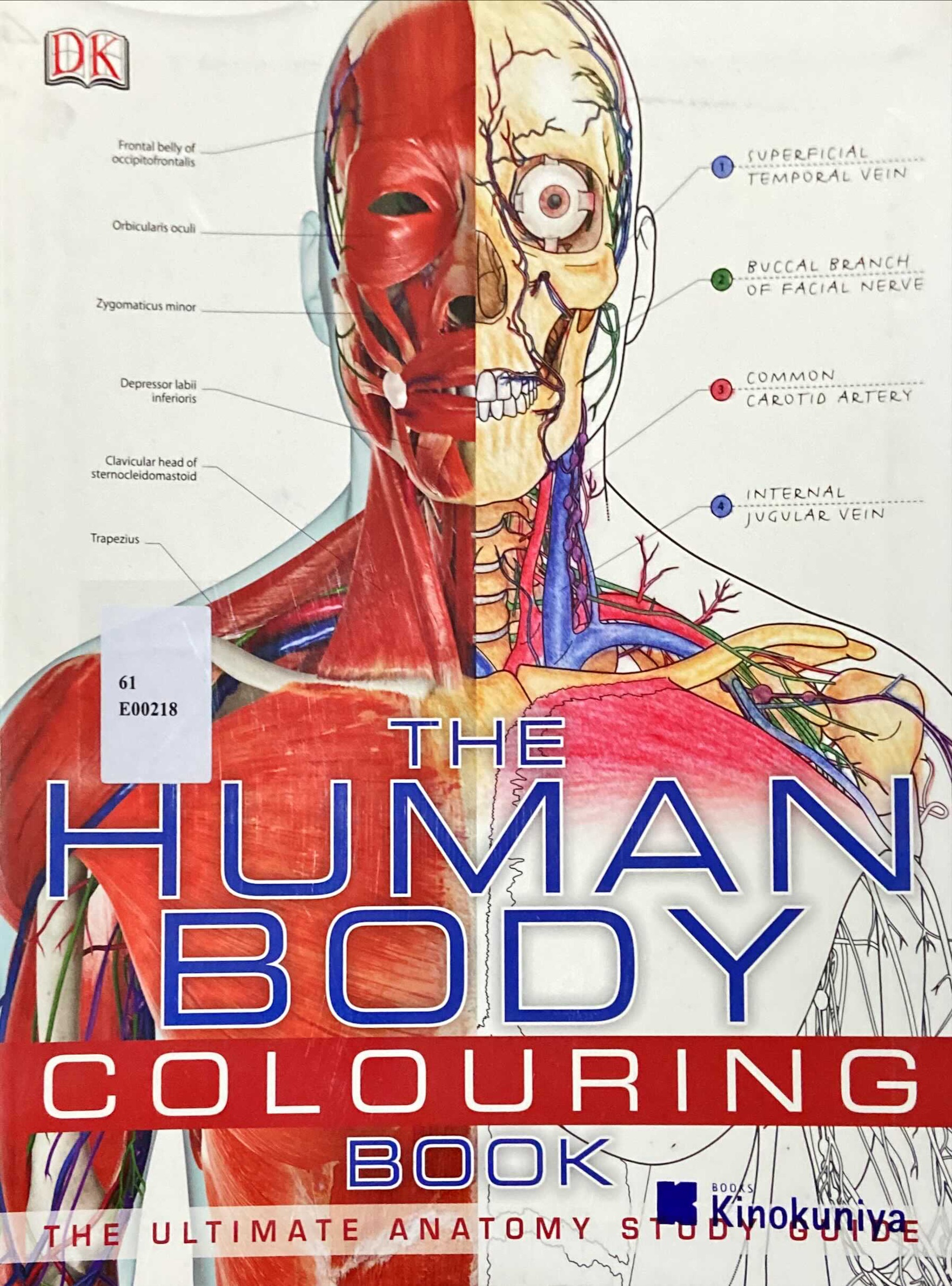 The human body