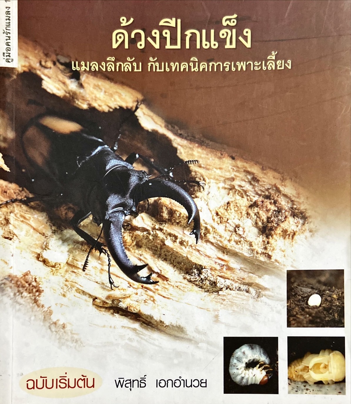 ด้วงปีกแข็ง : แมลงลึกลับ กับเทคนิคการเพาะเลี้ยง