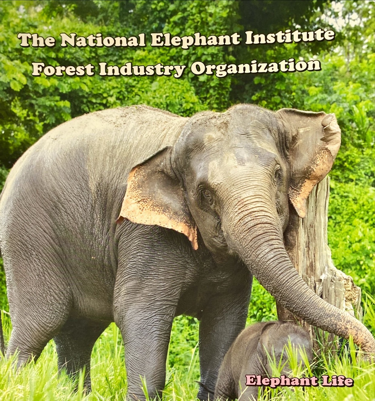 Elephant Life