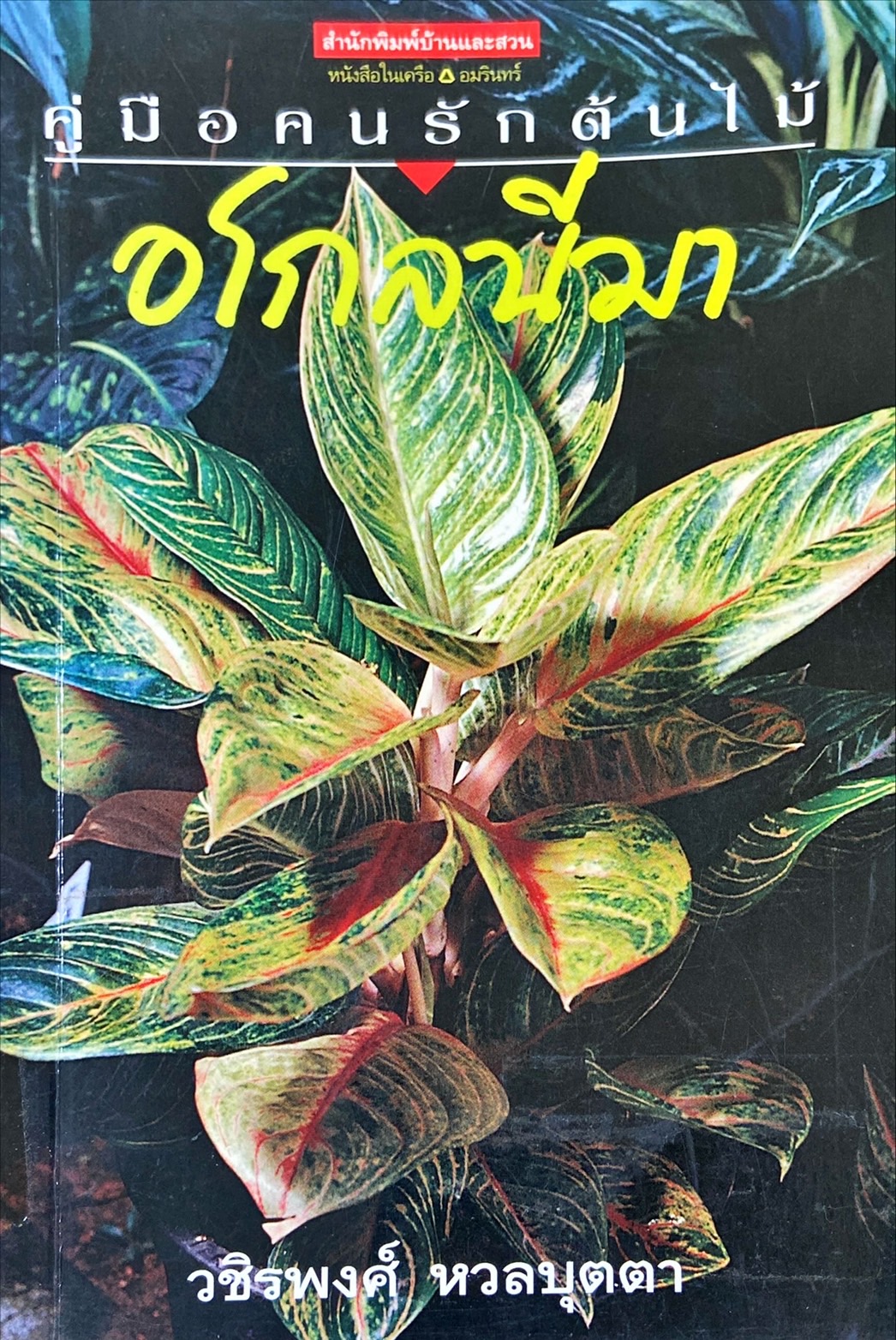 โลกของคนรักต้นไม้ : ลายใบหลาย ๆ อย่างของอโกลนีมา|อโกลนีมา