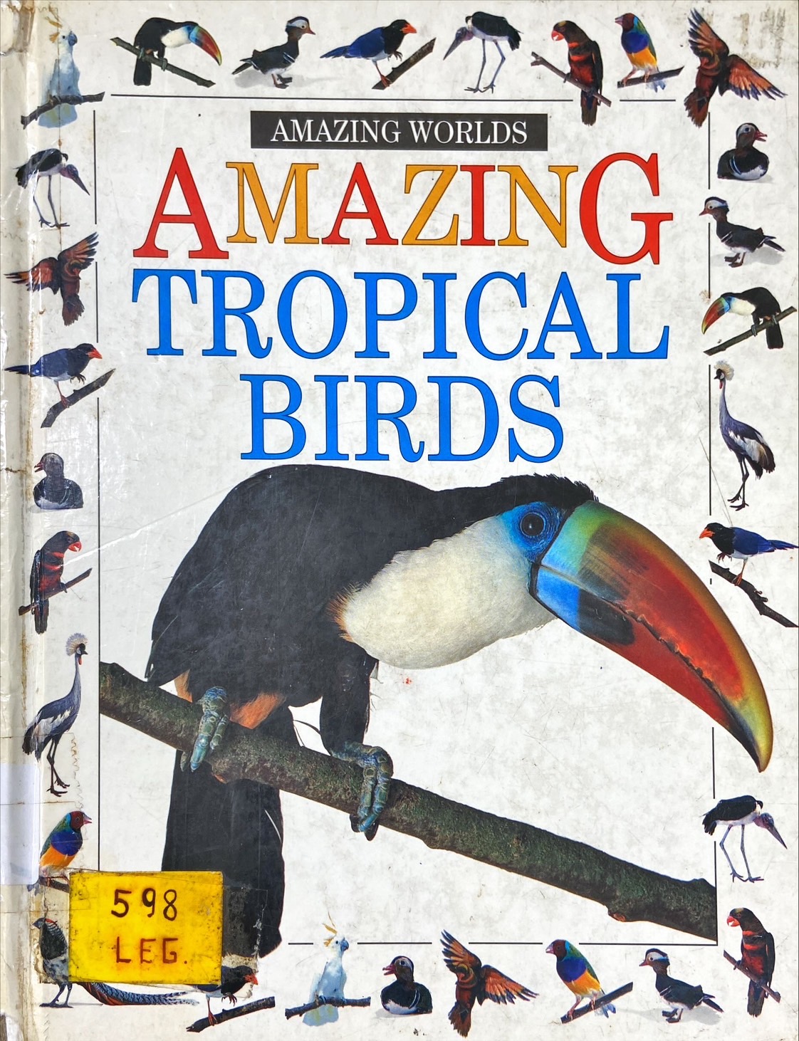 Amazing Tropical Birds