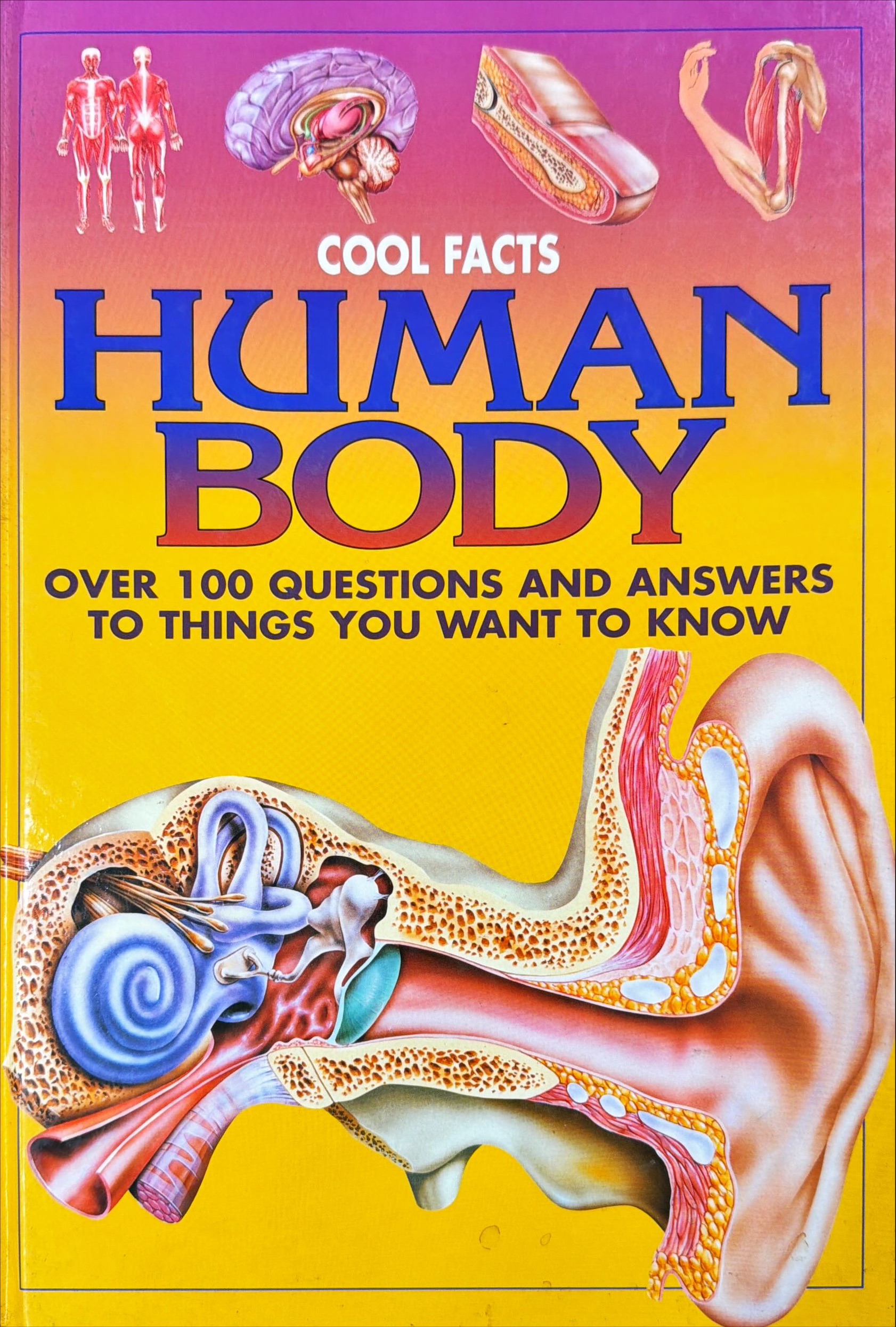 Human Body (Cool Facts)