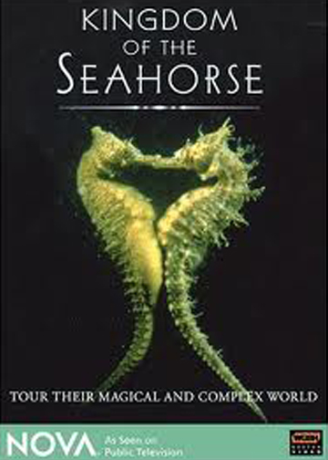 Kingdom of The Seahorse